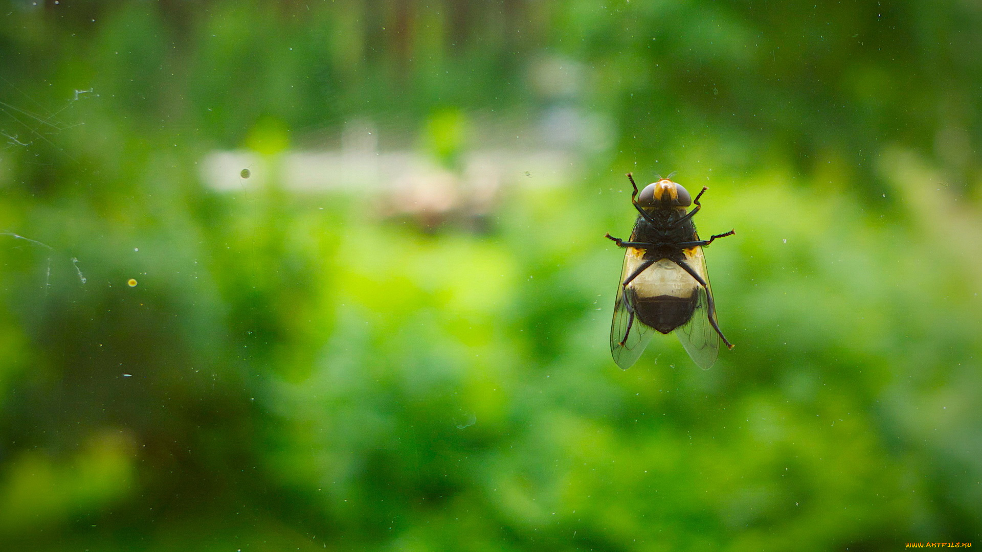животные, насекомые, муха
