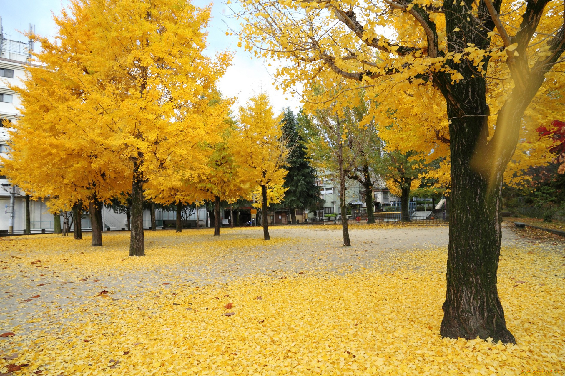 природа, деревья, осень