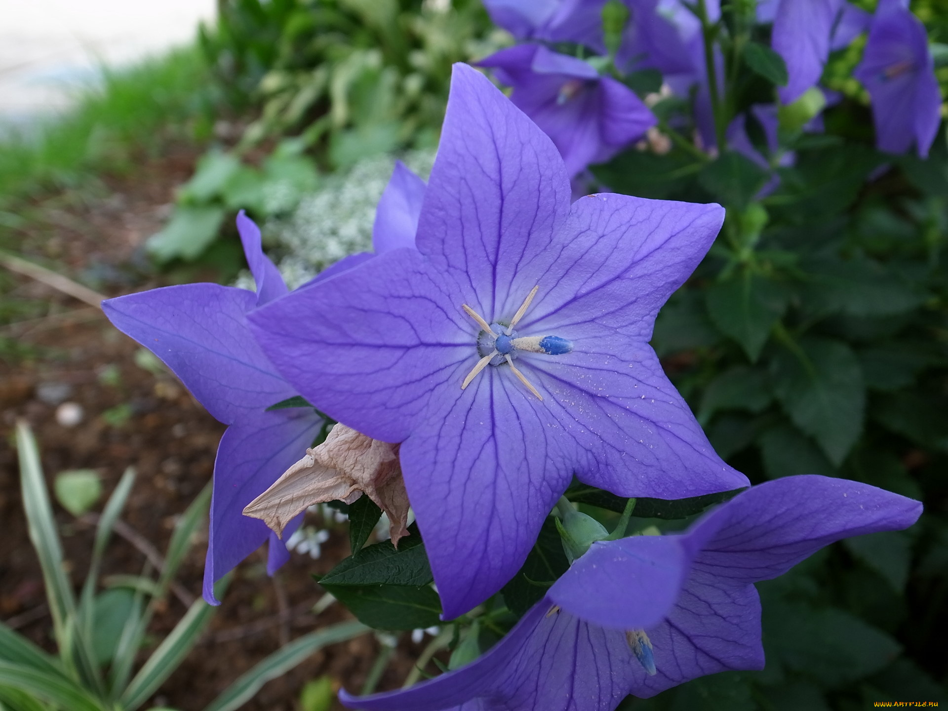 цветы, колокольчики, лепестки