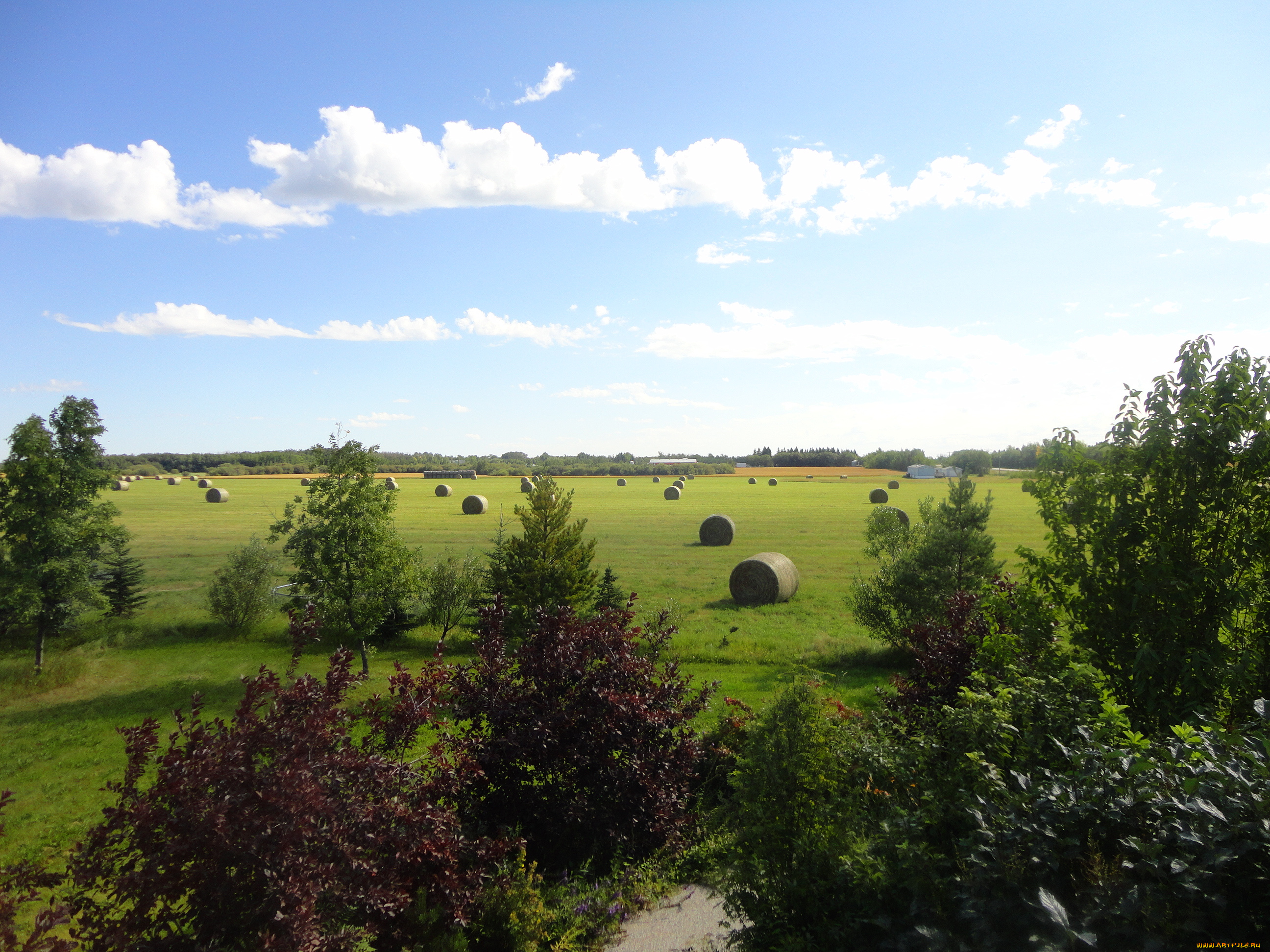 природа, поля, поле, кусты, деревья, стога