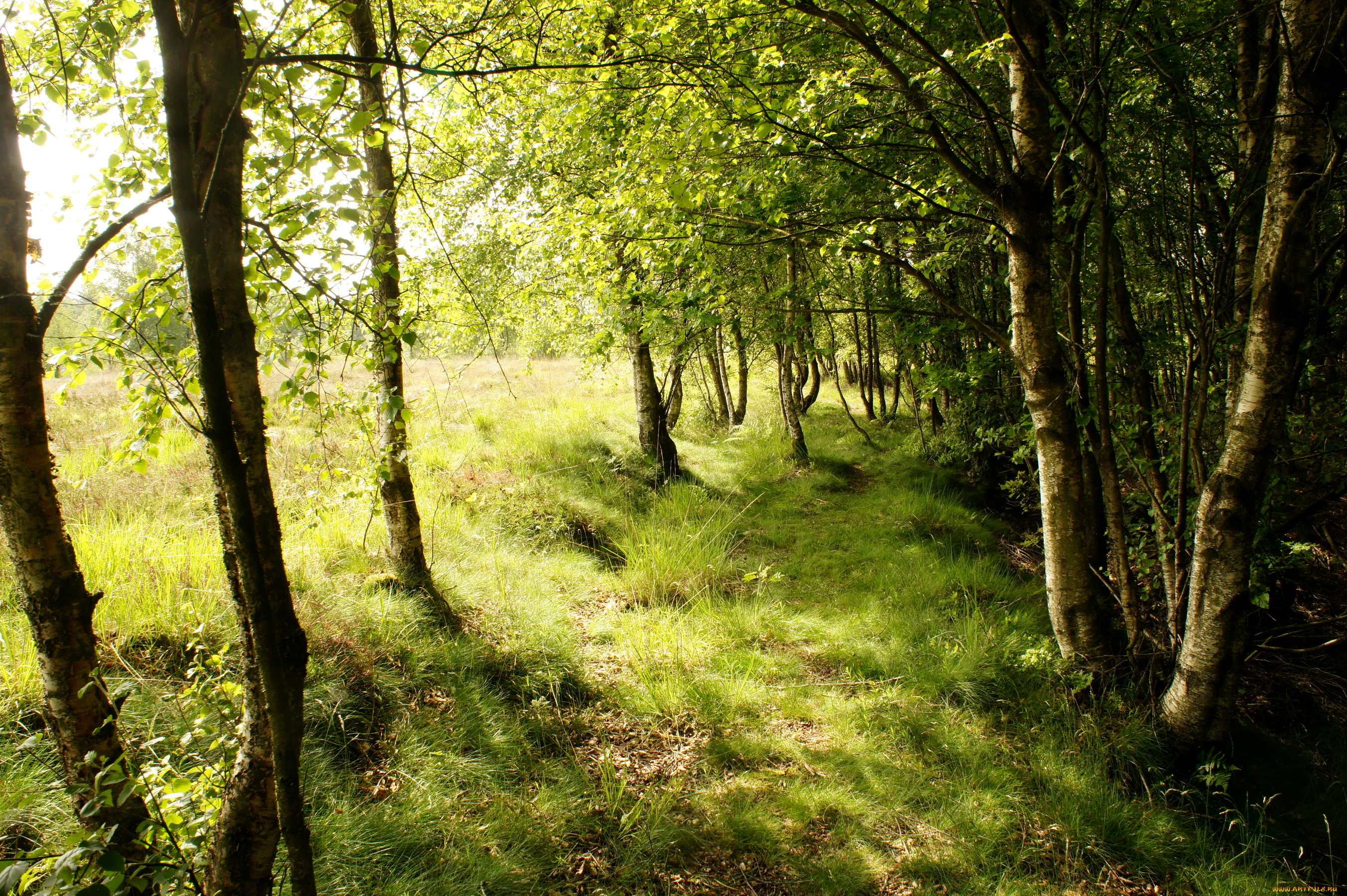 дания, обенро, природа, лес, тропинка