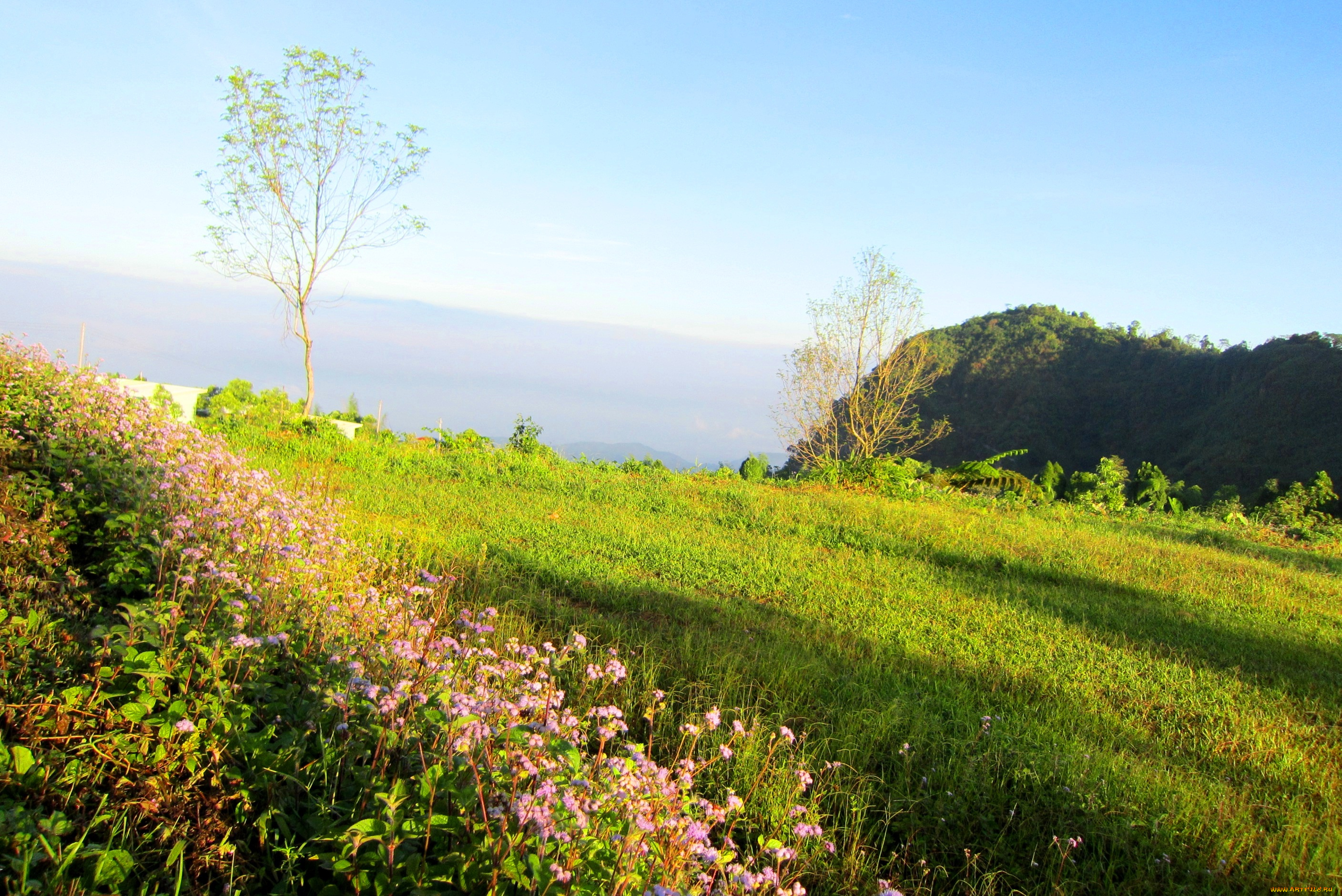 early, morning, mountain, scenery, природа, луга, дерево, цветы, луг, трава