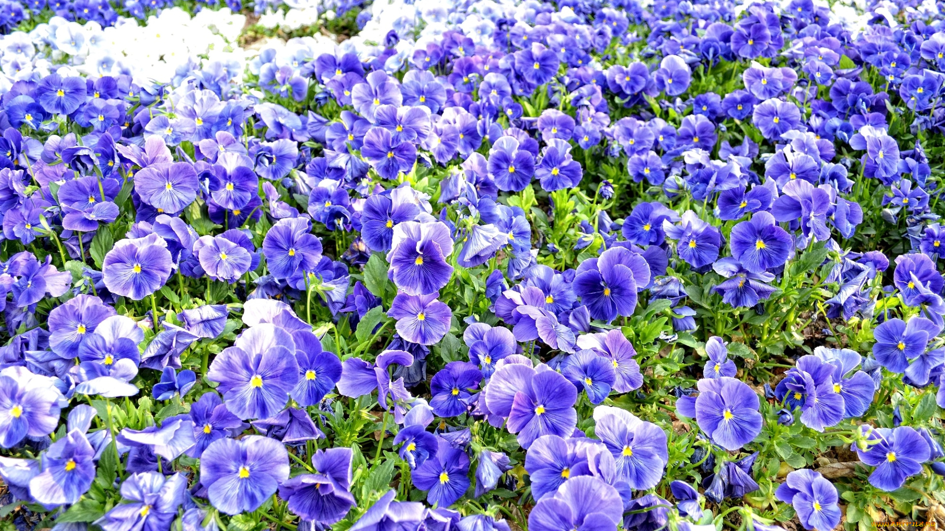 цветы, анютины, глазки, садовые, фиалки, много, синий