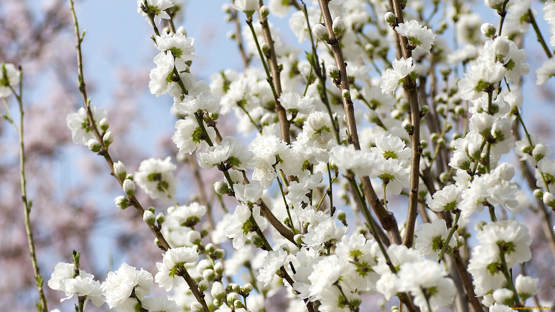 цветы, цветущие, деревья, кустарники, миндаль