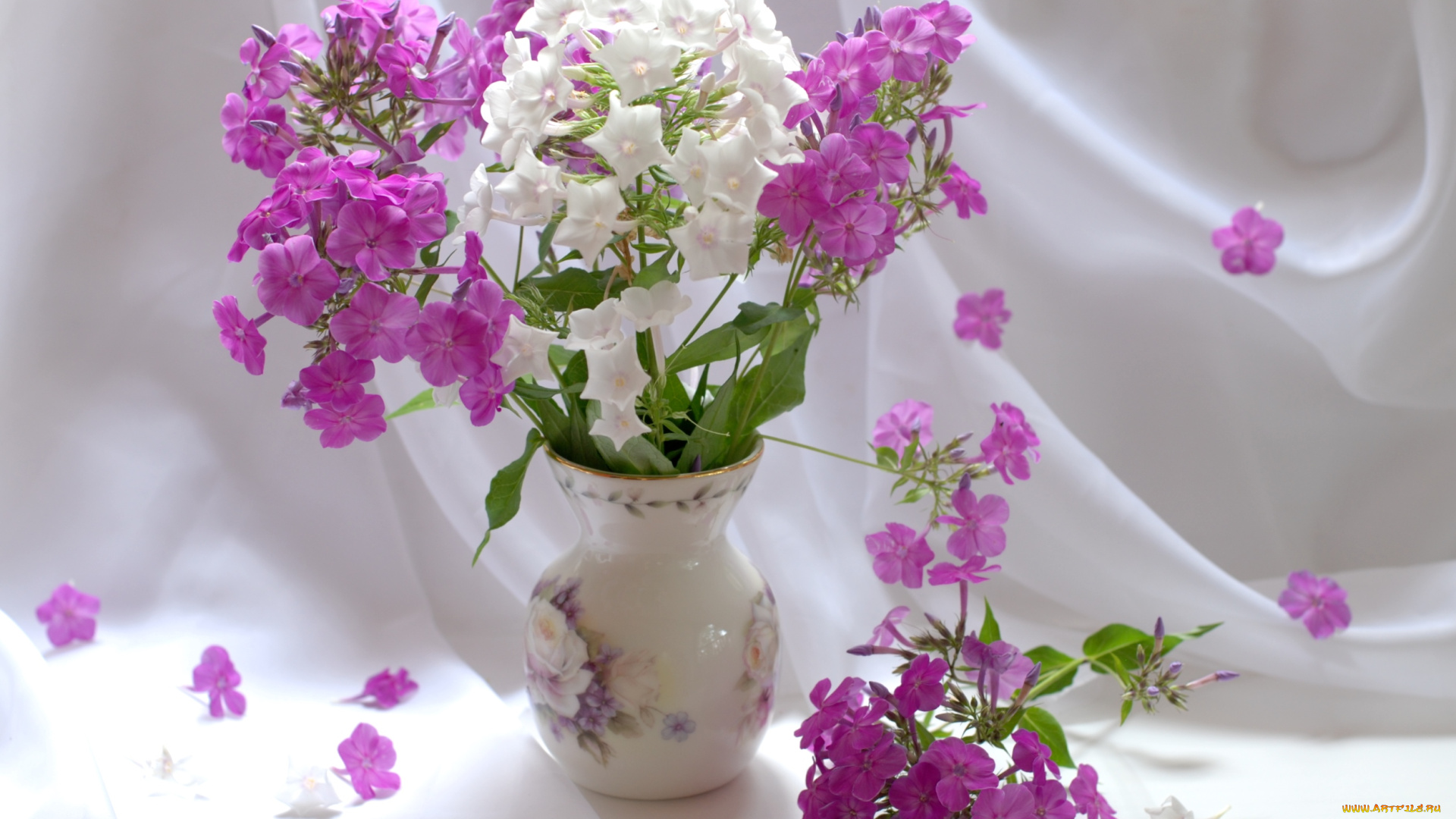 цветы, флоксы, кувшин