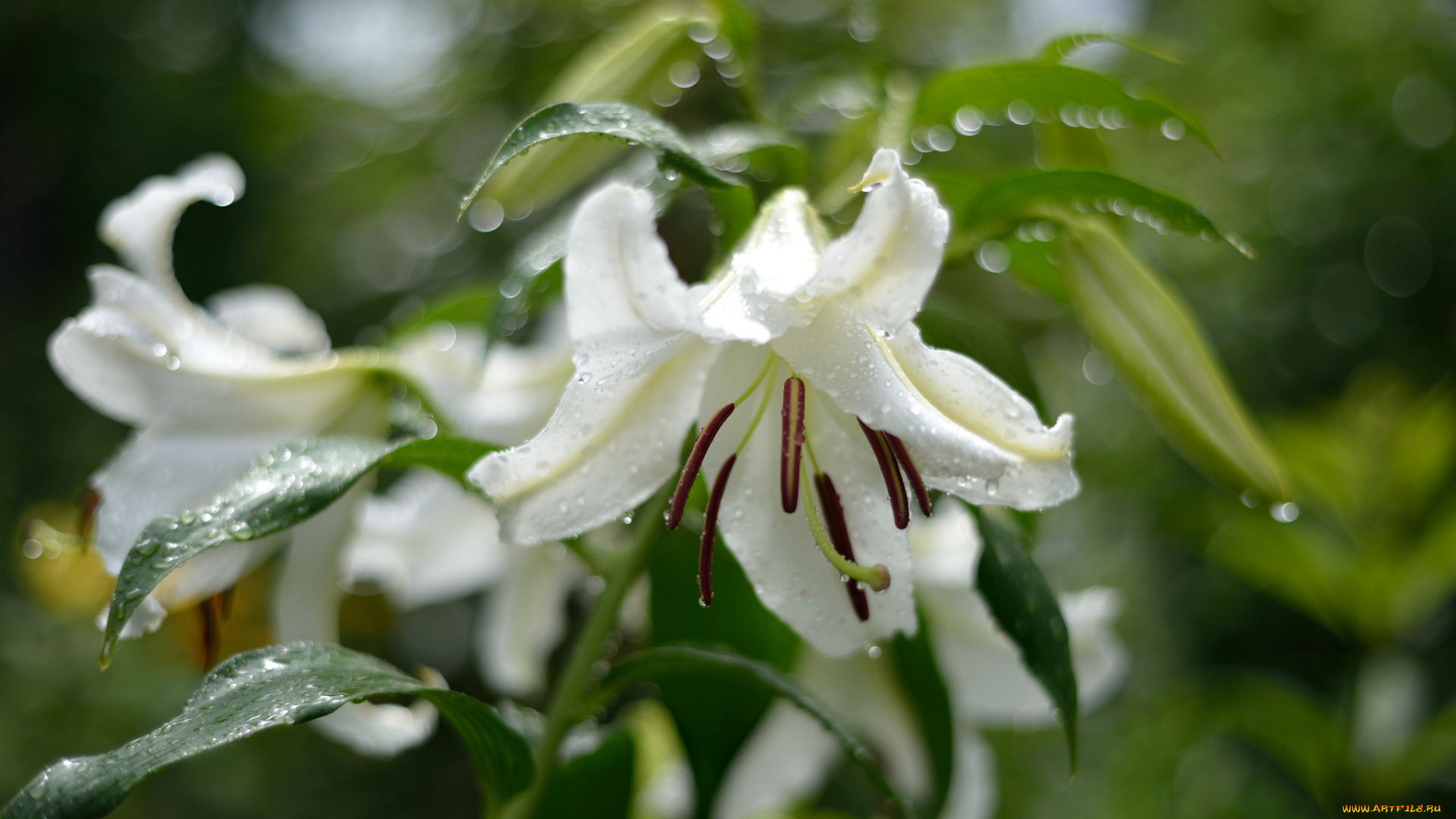 цветы, лилии, лилейники, белый, капли, мокрый