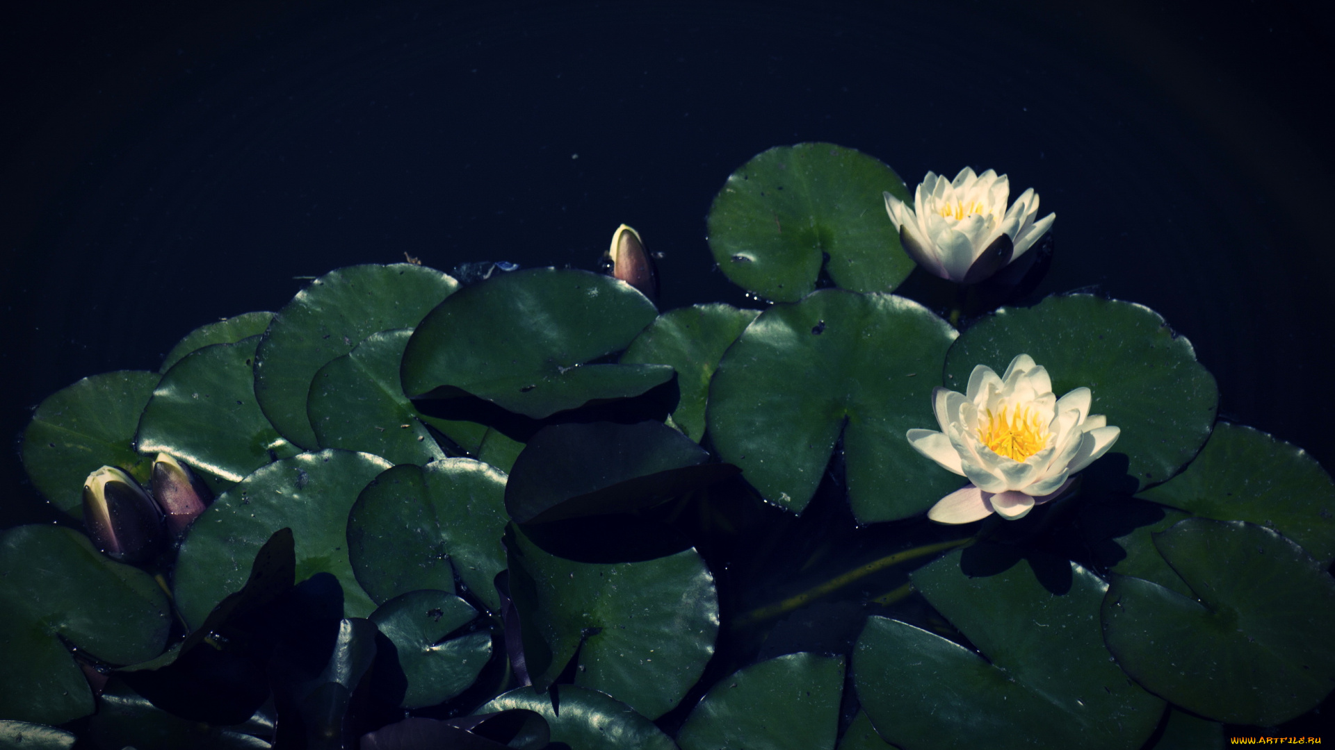 цветы, лилии, водяные, нимфеи, кувшинки, река