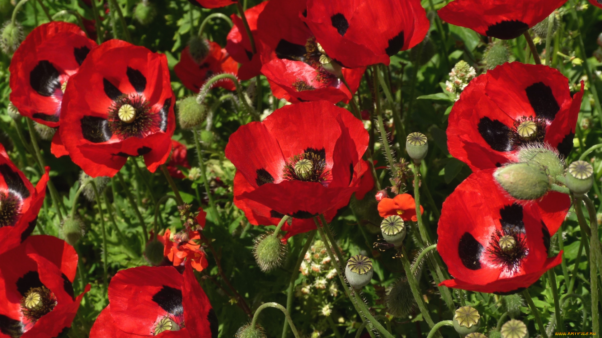 цветы, маки, красный