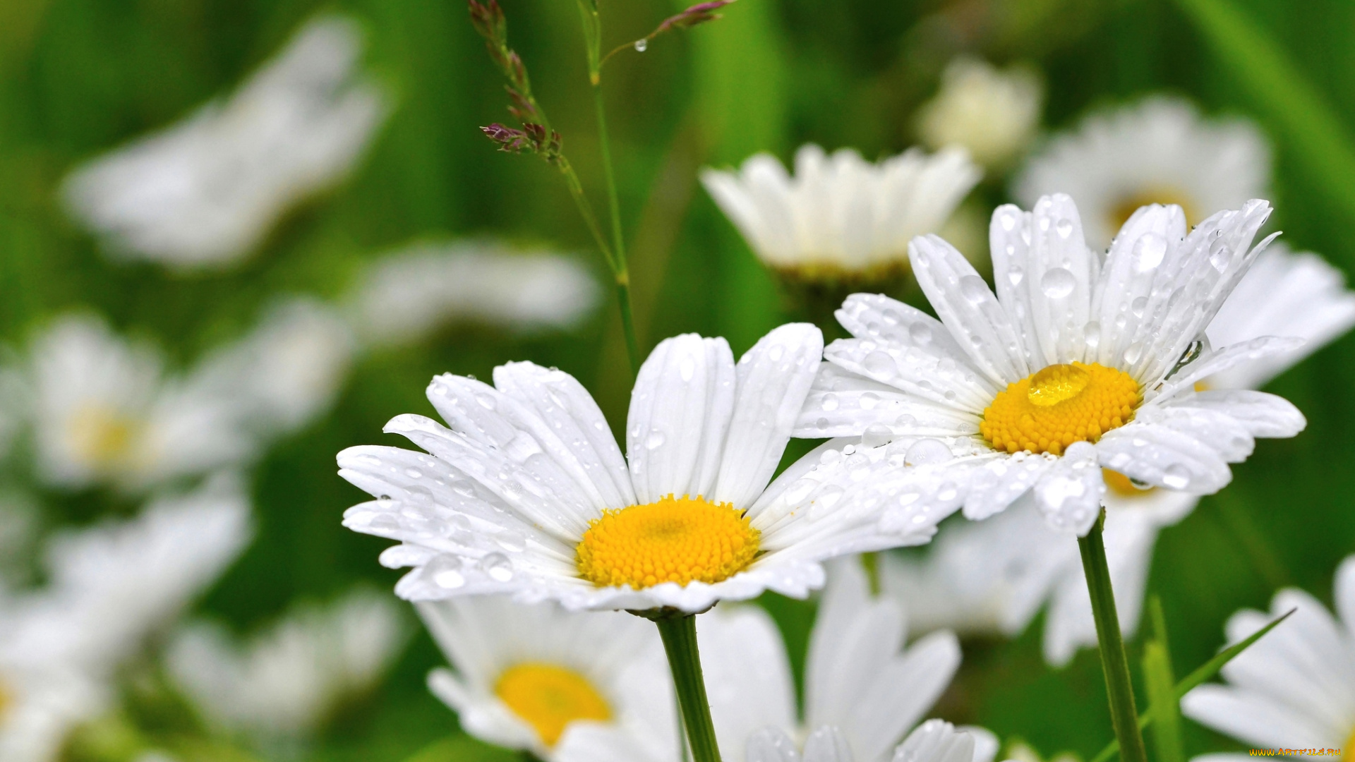 цветы, ромашки, лепестки, роса