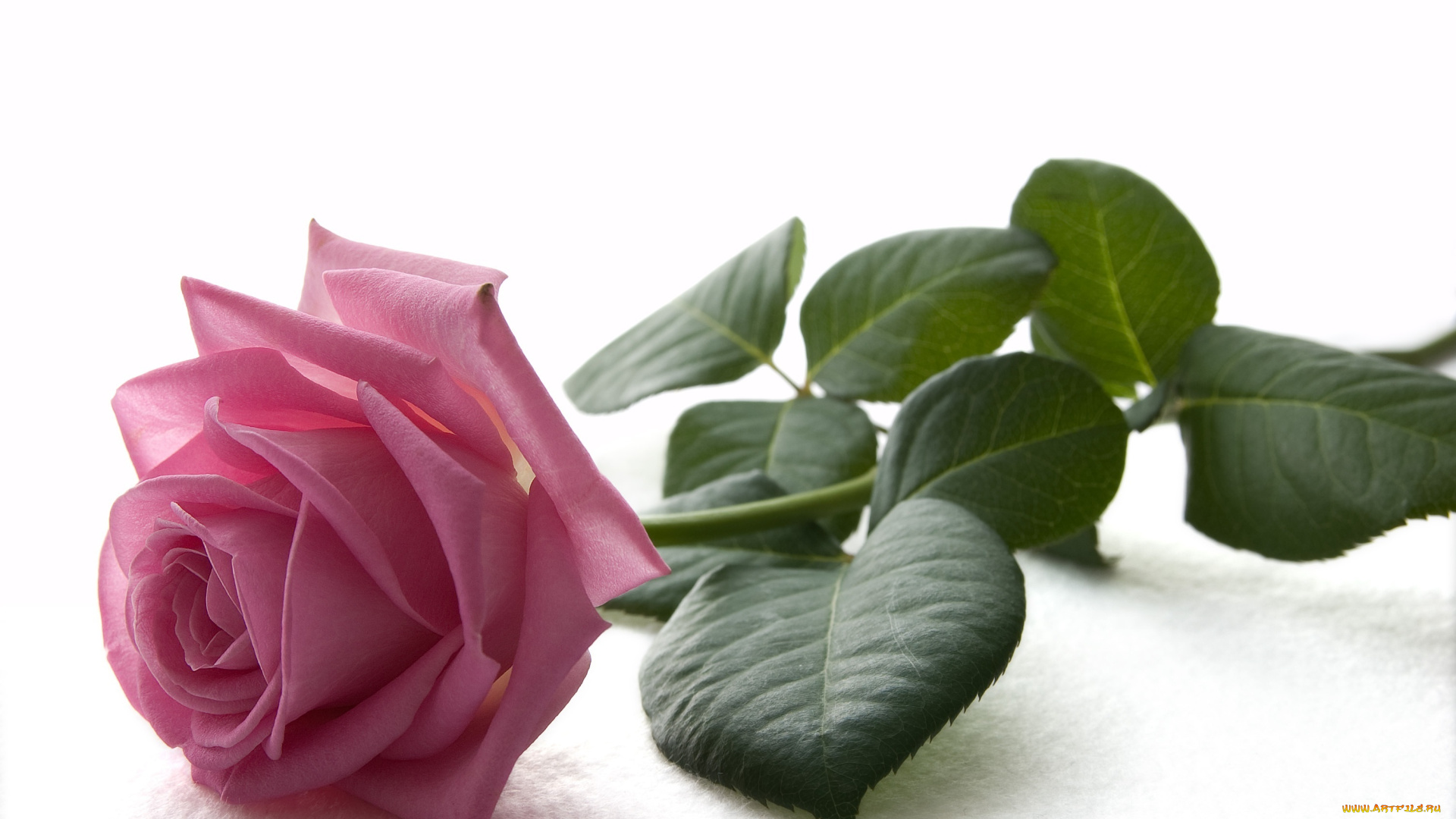 цветы, розы, светлый, фон, розовая, роза