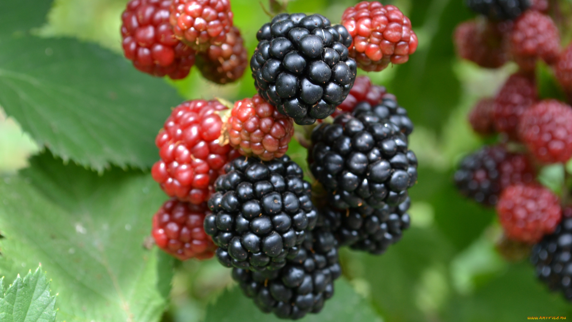 природа, Ягоды, куст, ветка, веточка, ежевика, июль, красота, лето, макро, урожай, ягода