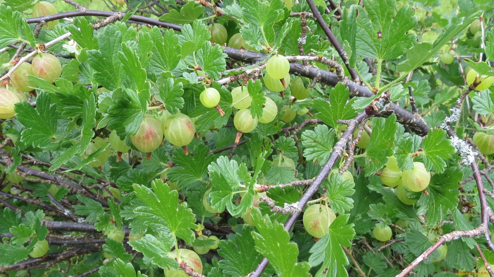природа, Ягоды, ветка, листья, крыжовник