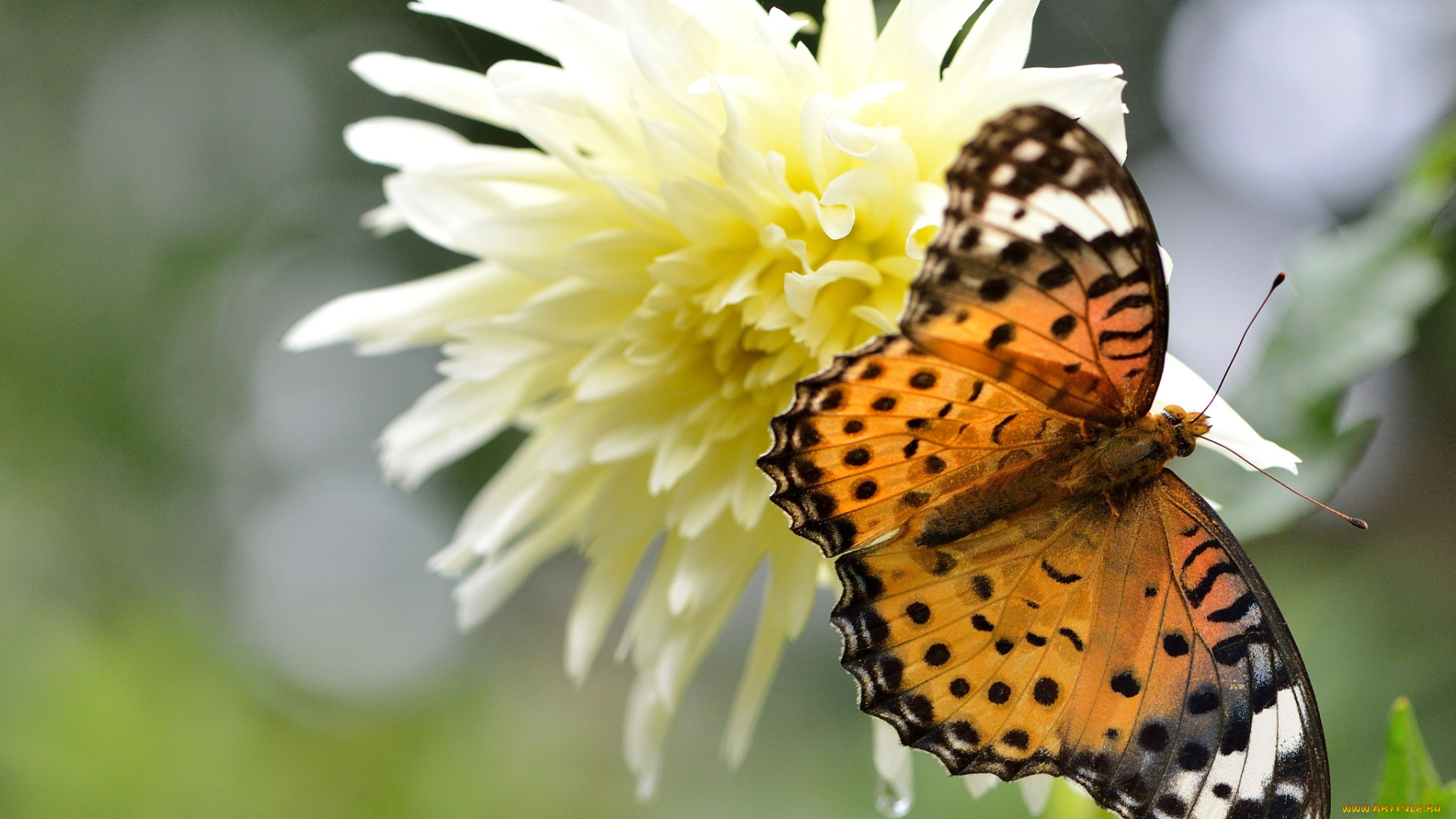 животные, бабочки, цветок, георгина, аргирей, макро