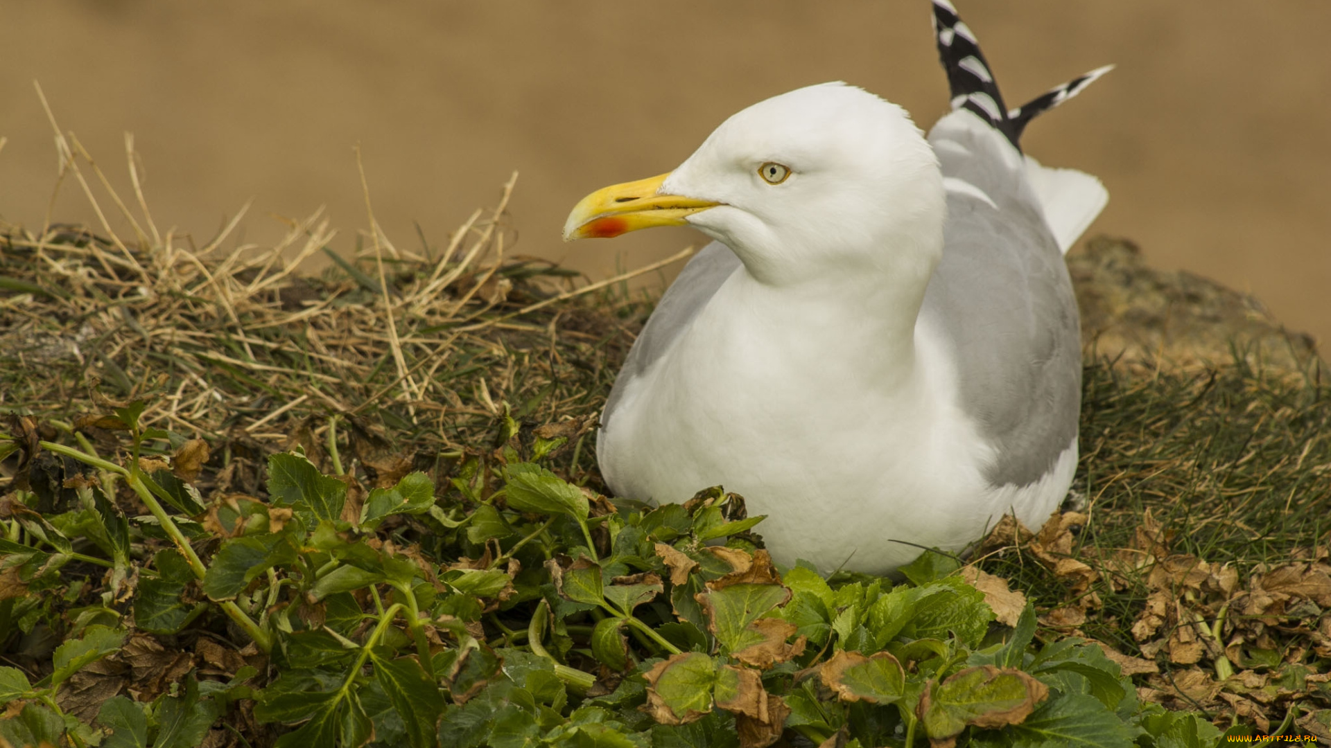животные, Чайки, бакланы, крачки, чайка, птица