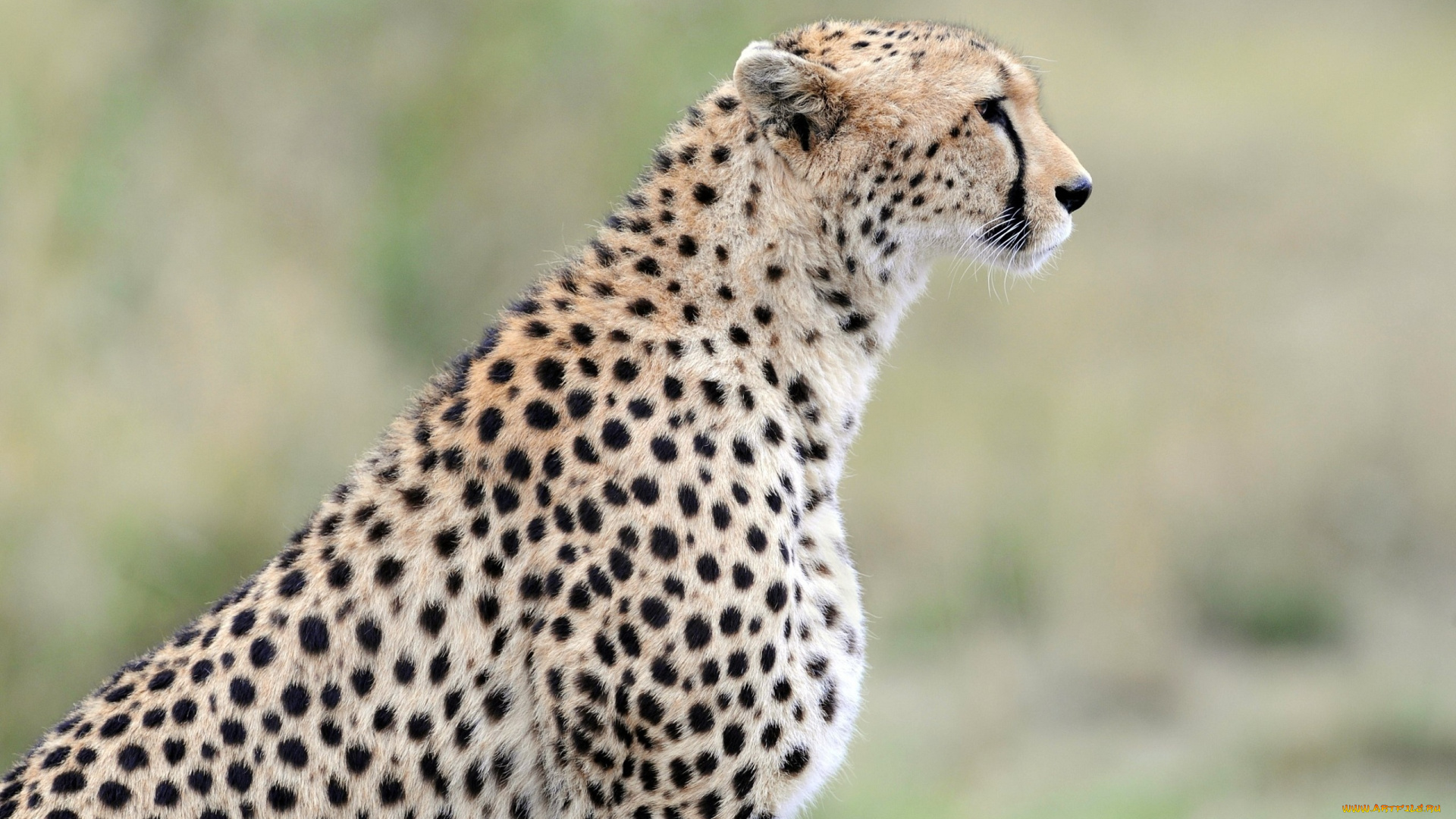 животные, гепарды, гепард, профиль