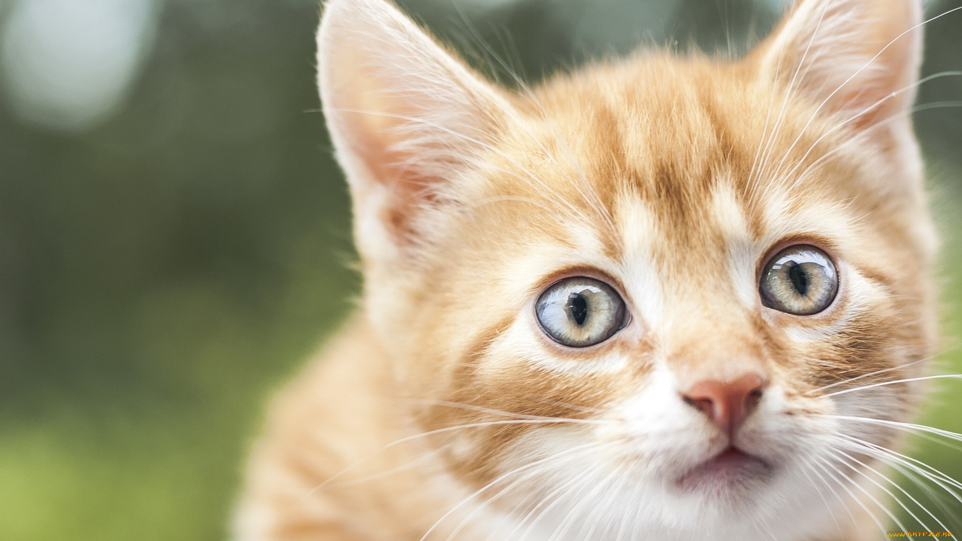 животные, коты, рыжий, котёнок