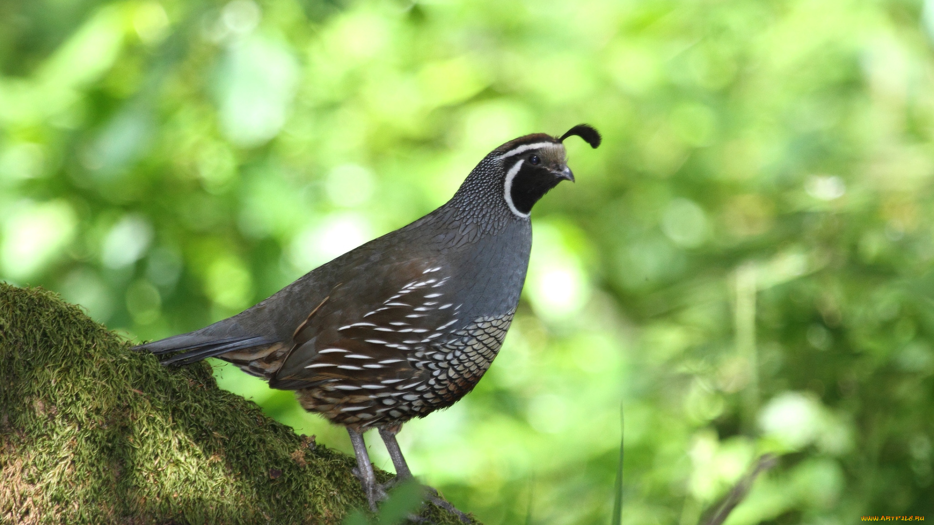 животные, куропатки, рябчики, перепела, американский, перепел