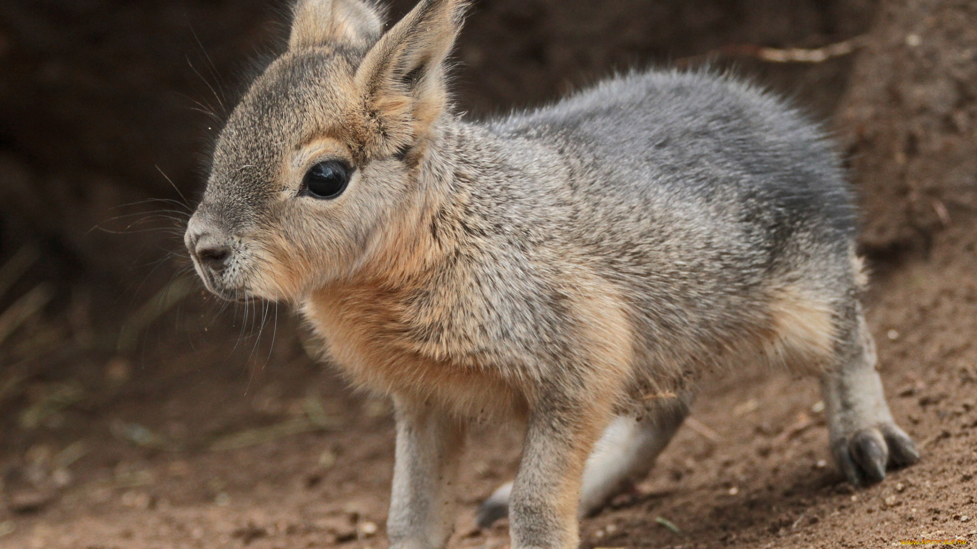 животные, мары, малыш, милый
