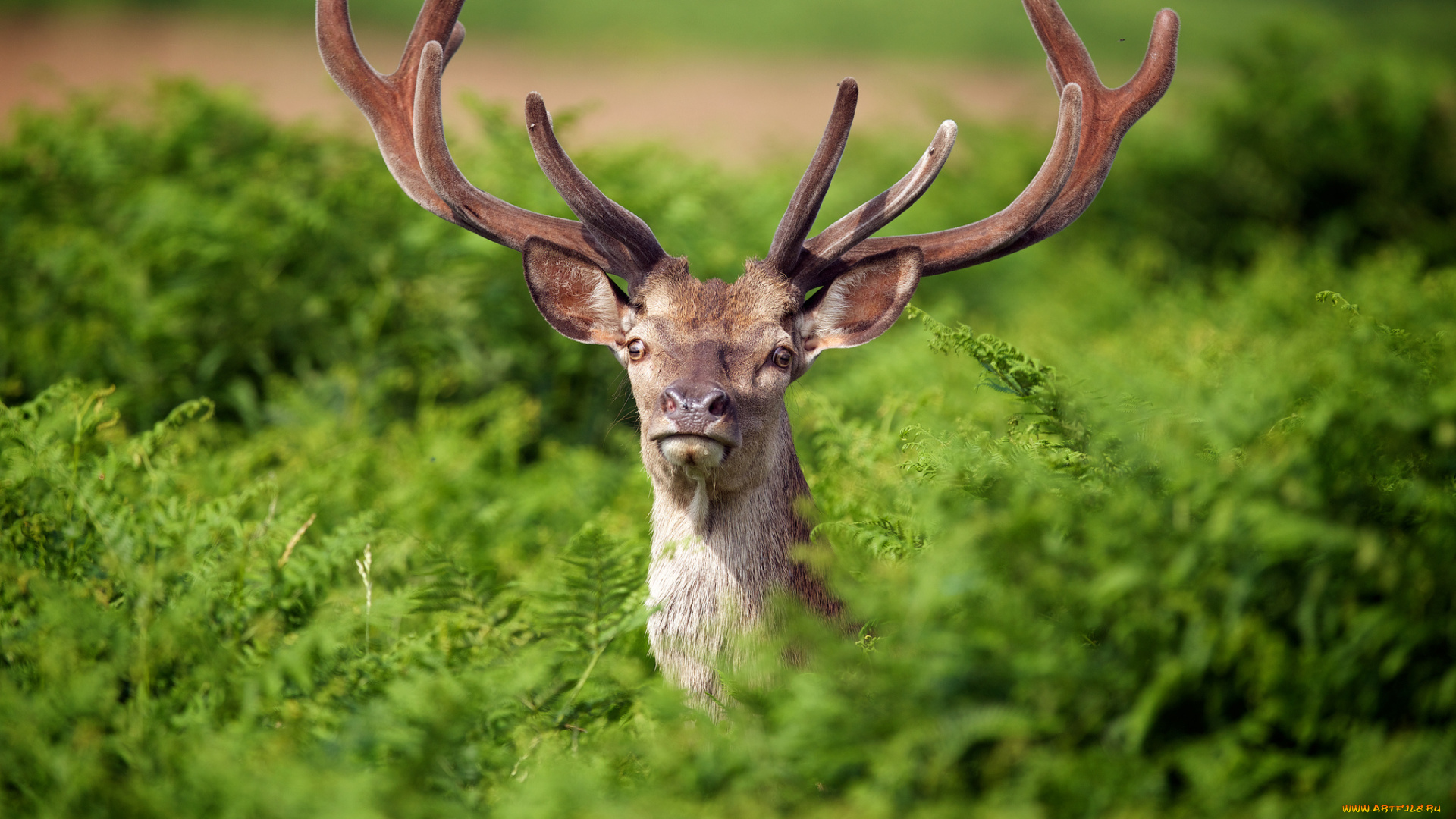 животные, олени, рога, папоротник