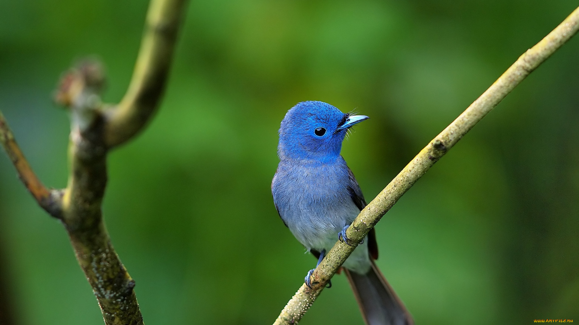 животные, птицы, синий