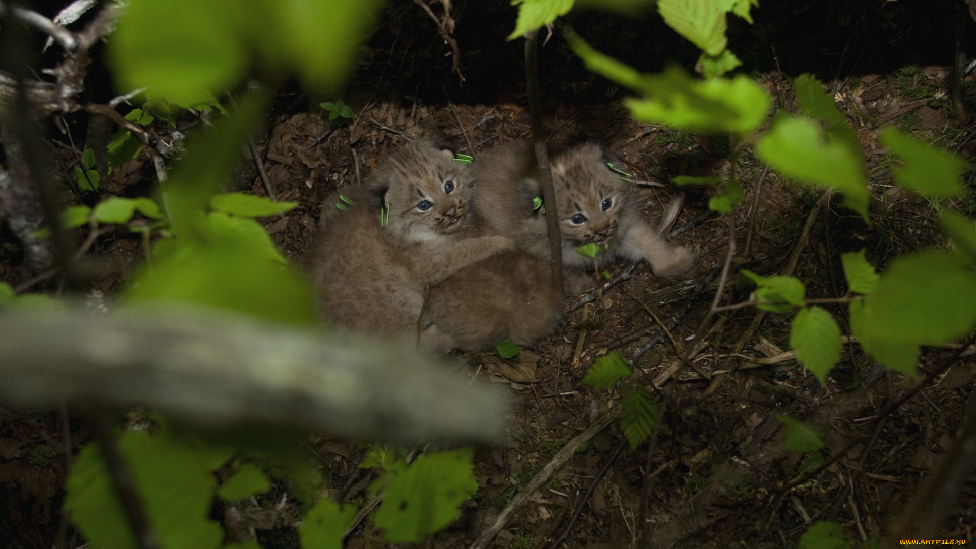 животные, рыси, логово, малыши