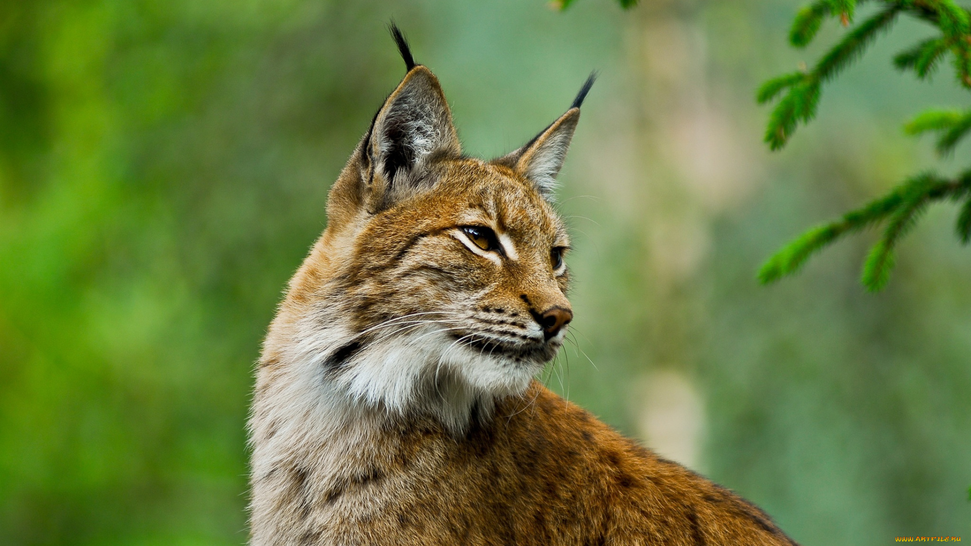 животные, рыси, рысь