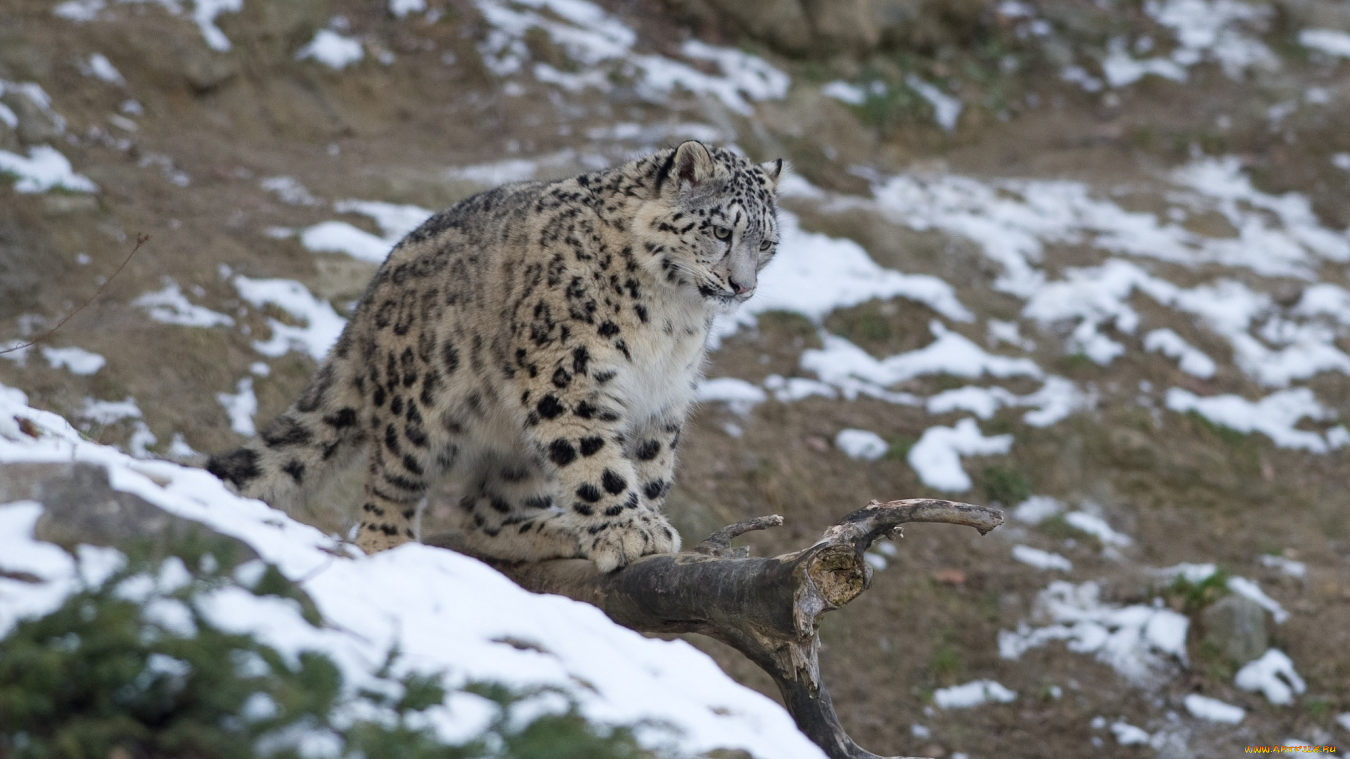 животные, снежный, барс, ирбис, подросток