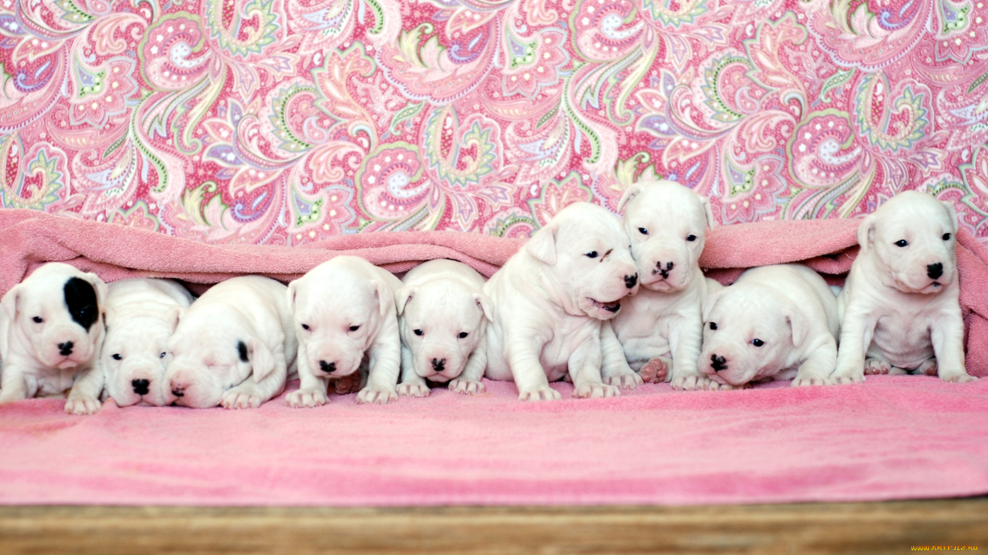 животные, собаки, щенки