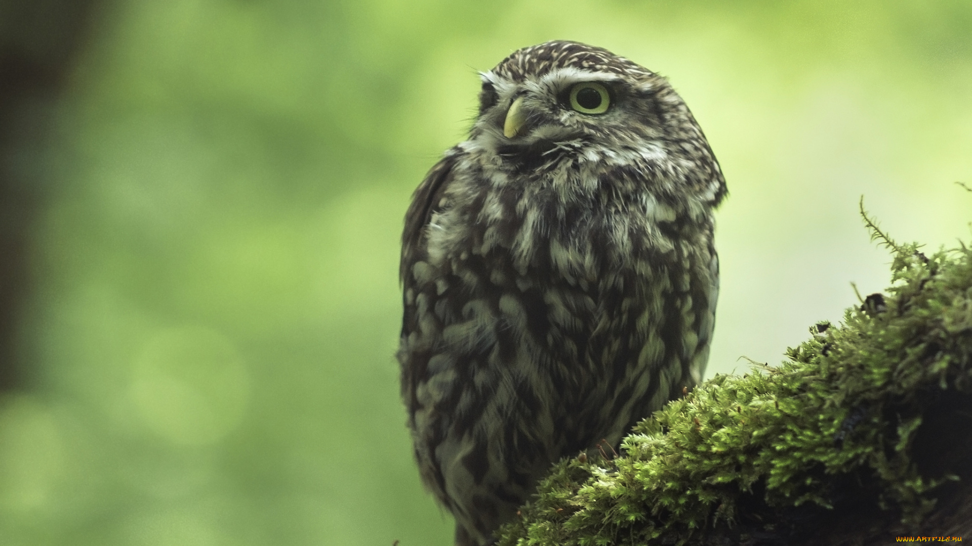 животные, совы, домовый, сыч, мох