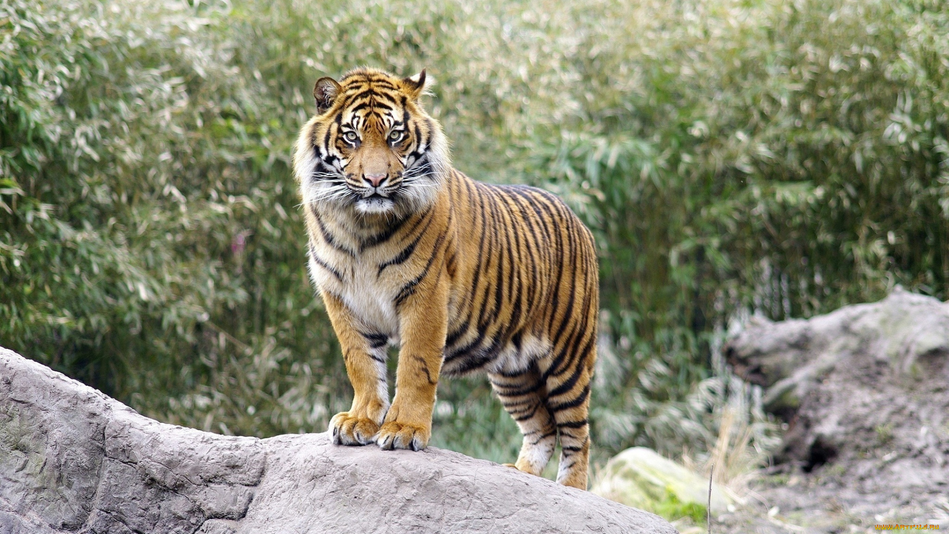 животные, тигры, тигр, внимание, камень