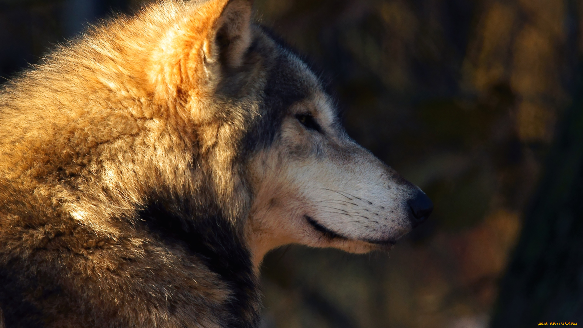 животные, волки, профиль