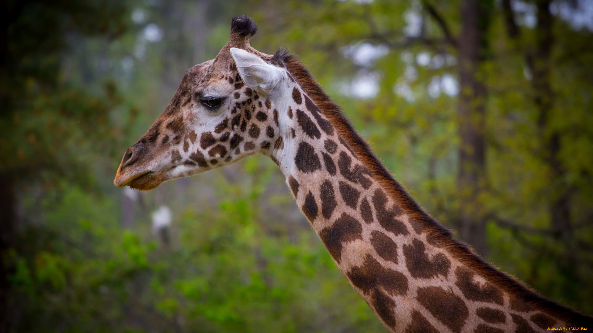 животные, жирафы, жираф