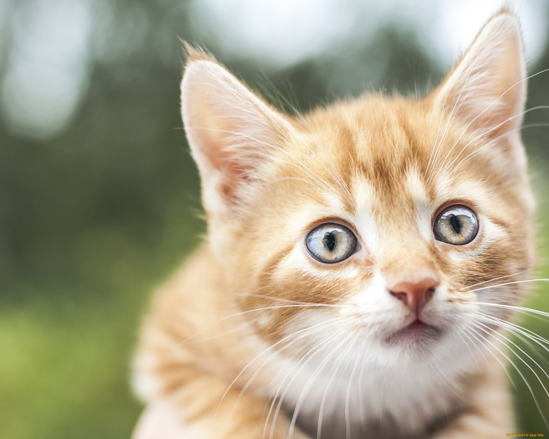 животные, коты, рыжий, котёнок
