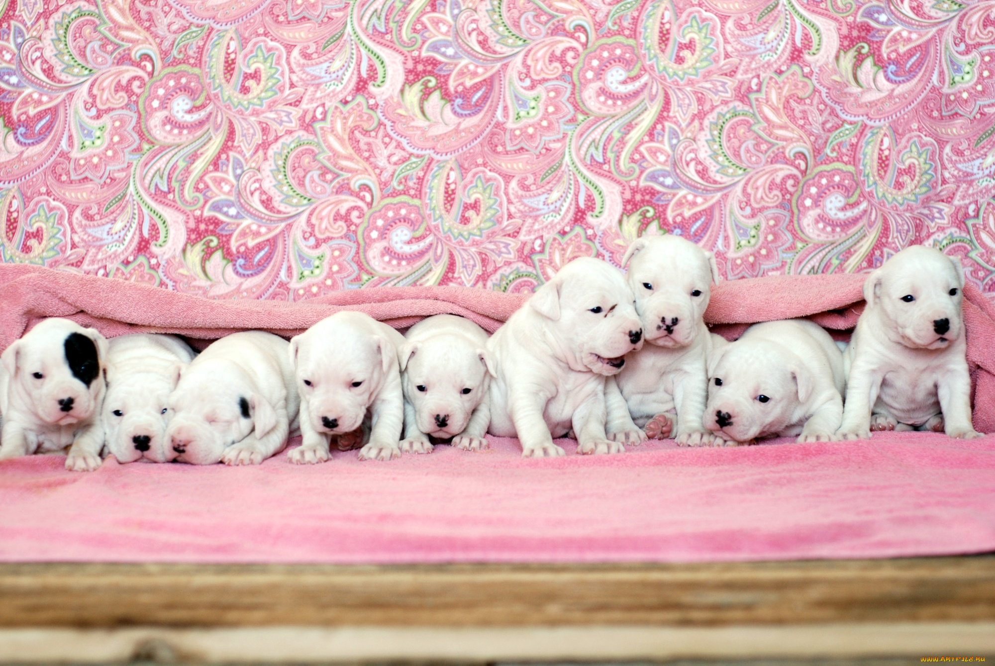 животные, собаки, щенки