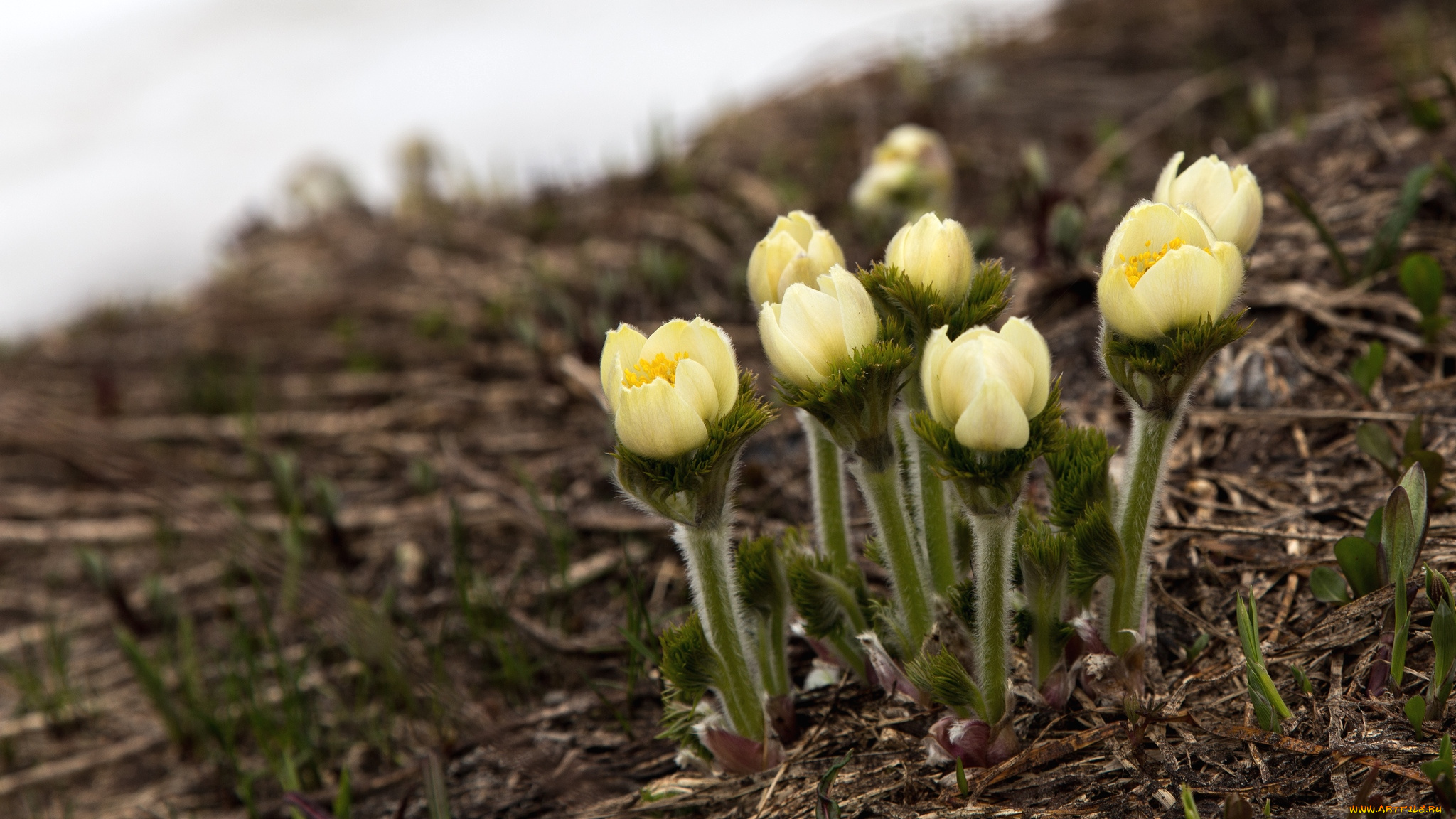 цветы, анемоны, адонисы, адонис, весна