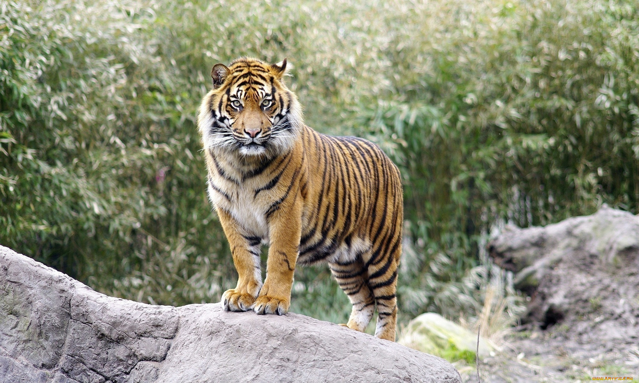 животные, тигры, тигр, внимание, камень
