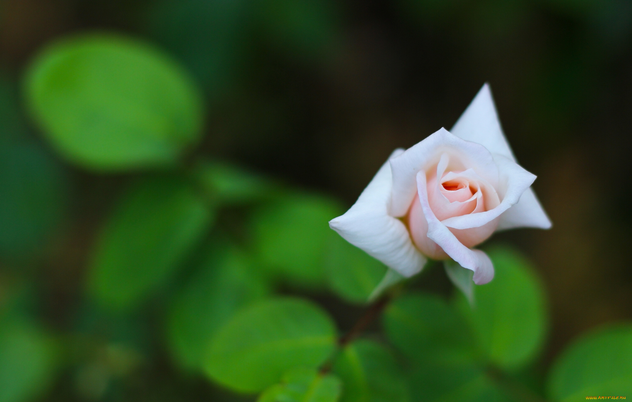 цветы, розы, бутон, макро