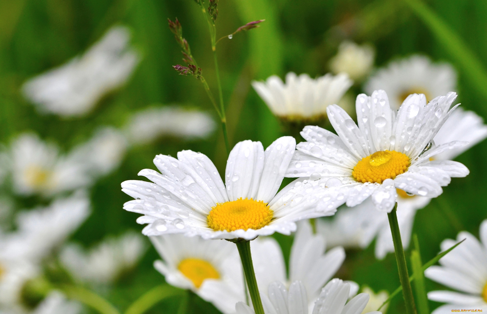 цветы, ромашки, лепестки, роса
