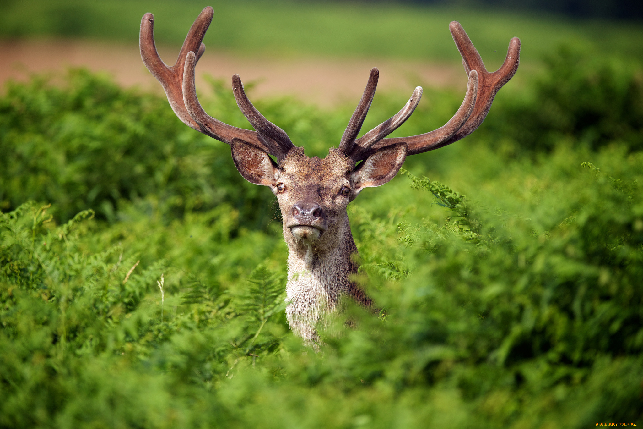 животные, олени, рога, папоротник