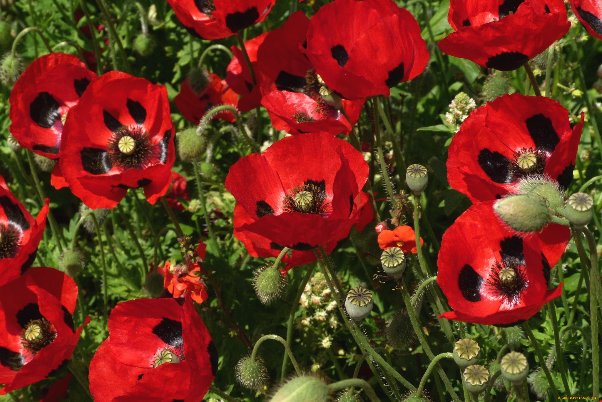 цветы, маки, красный