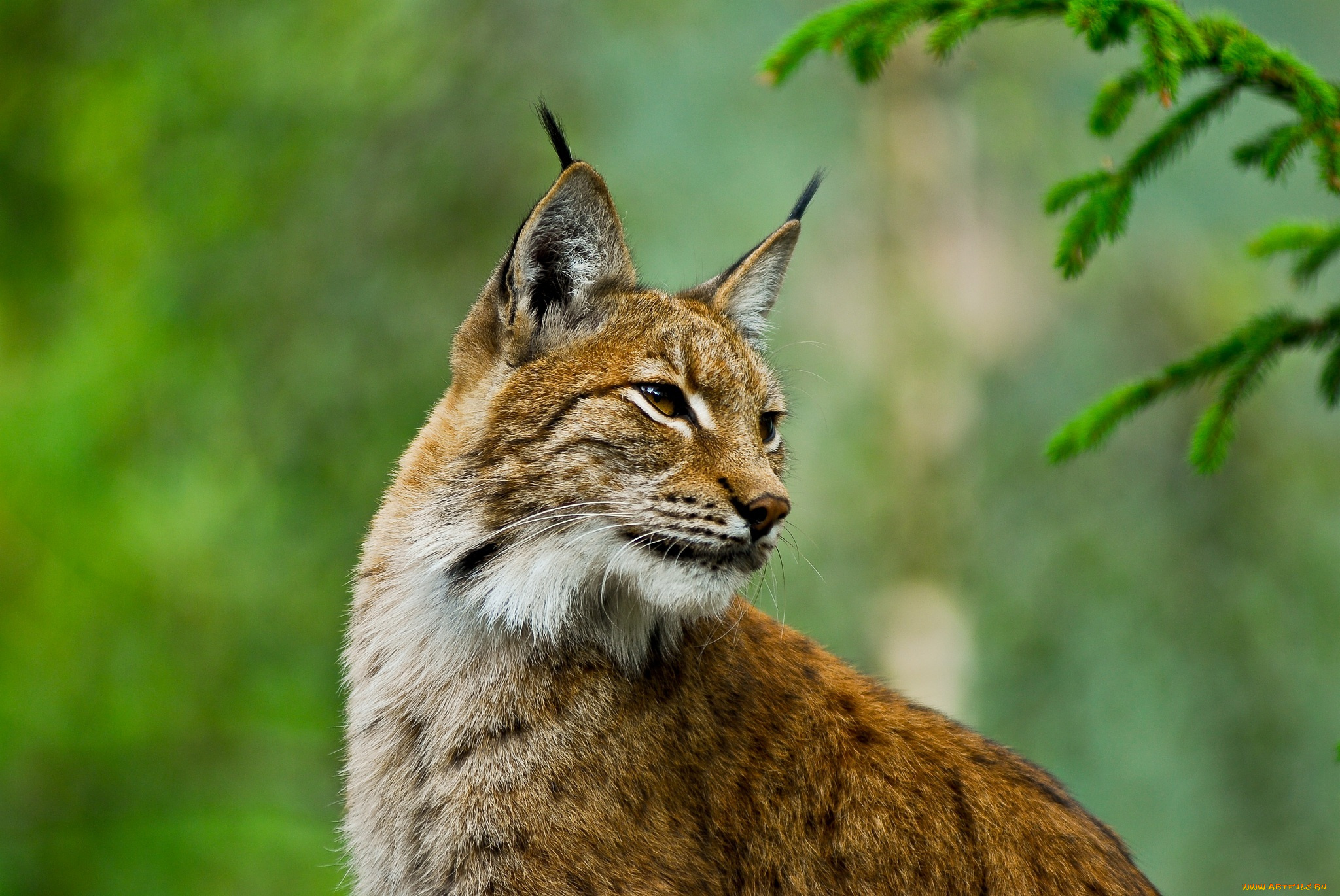 животные, рыси, рысь