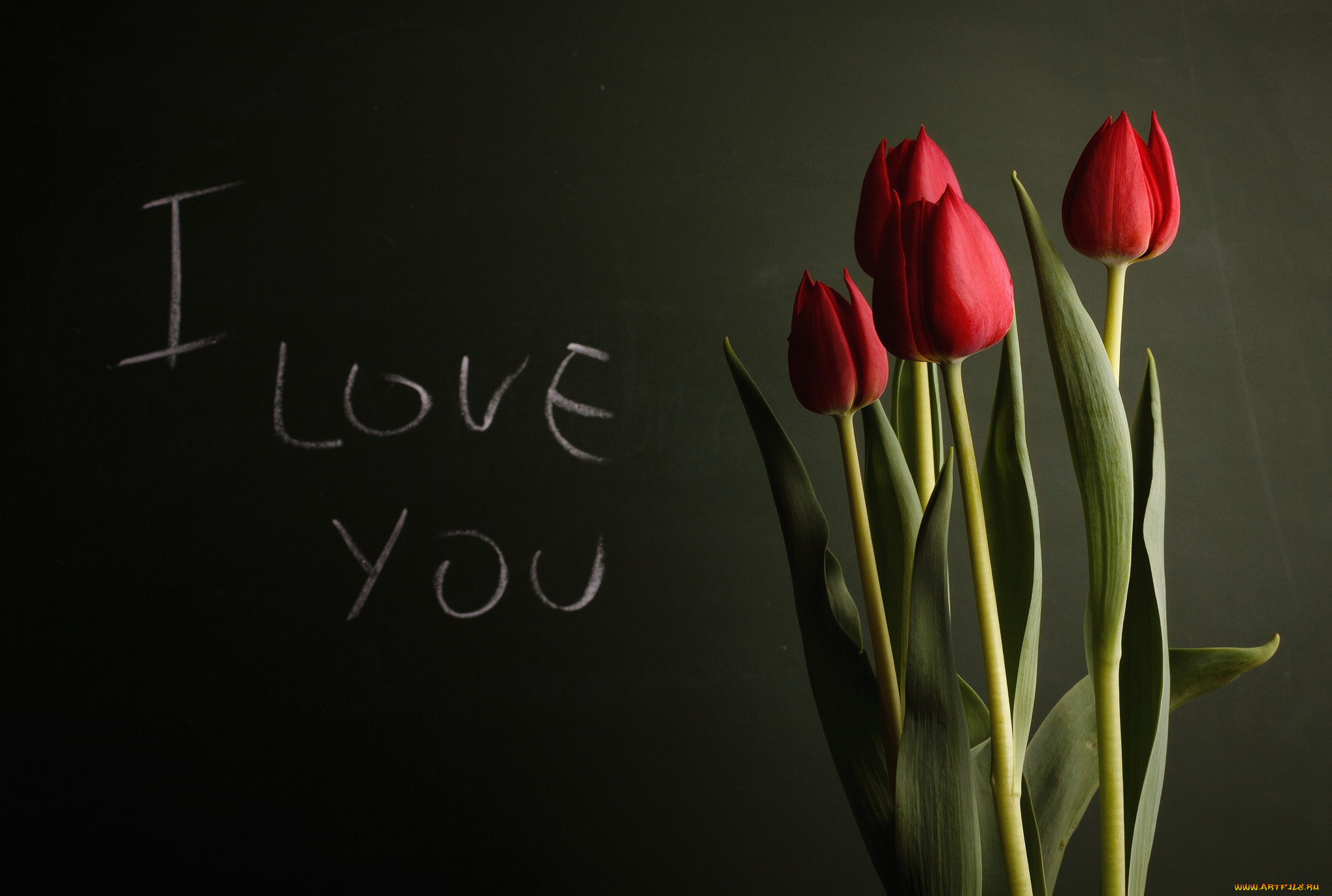 цветы, тюльпаны, красный, надпись, признание