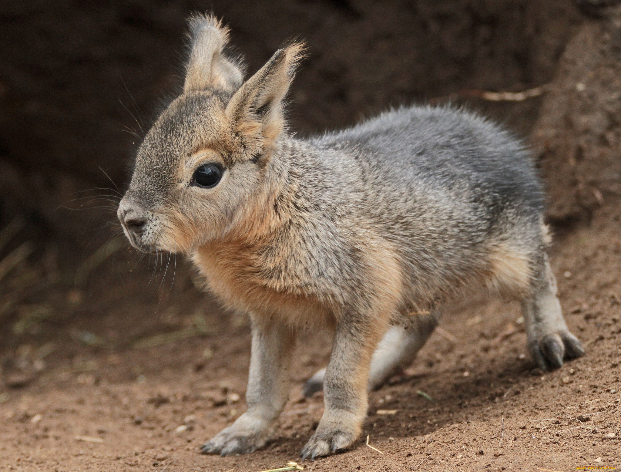 животные, мары, малыш, милый