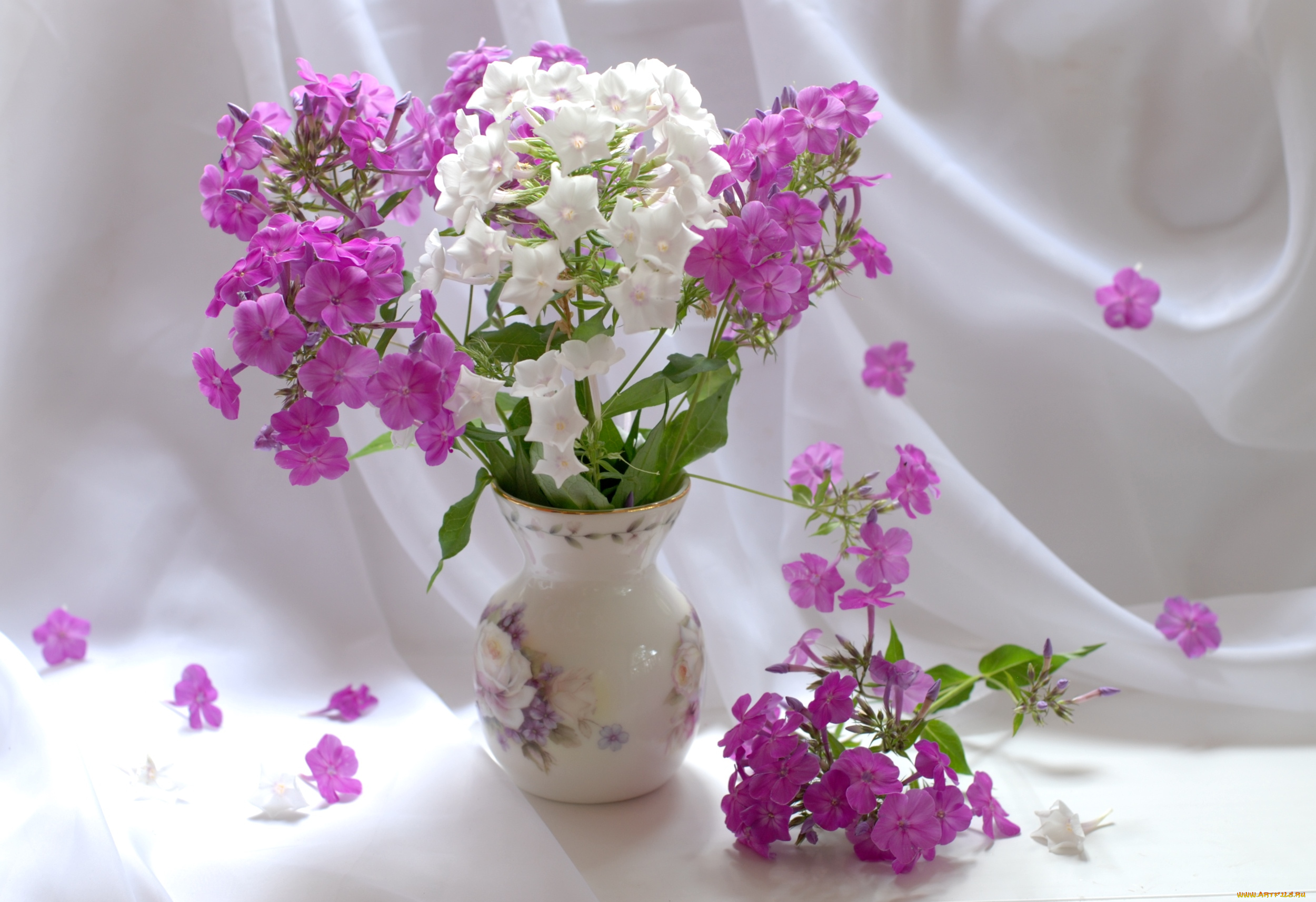 цветы, флоксы, кувшин