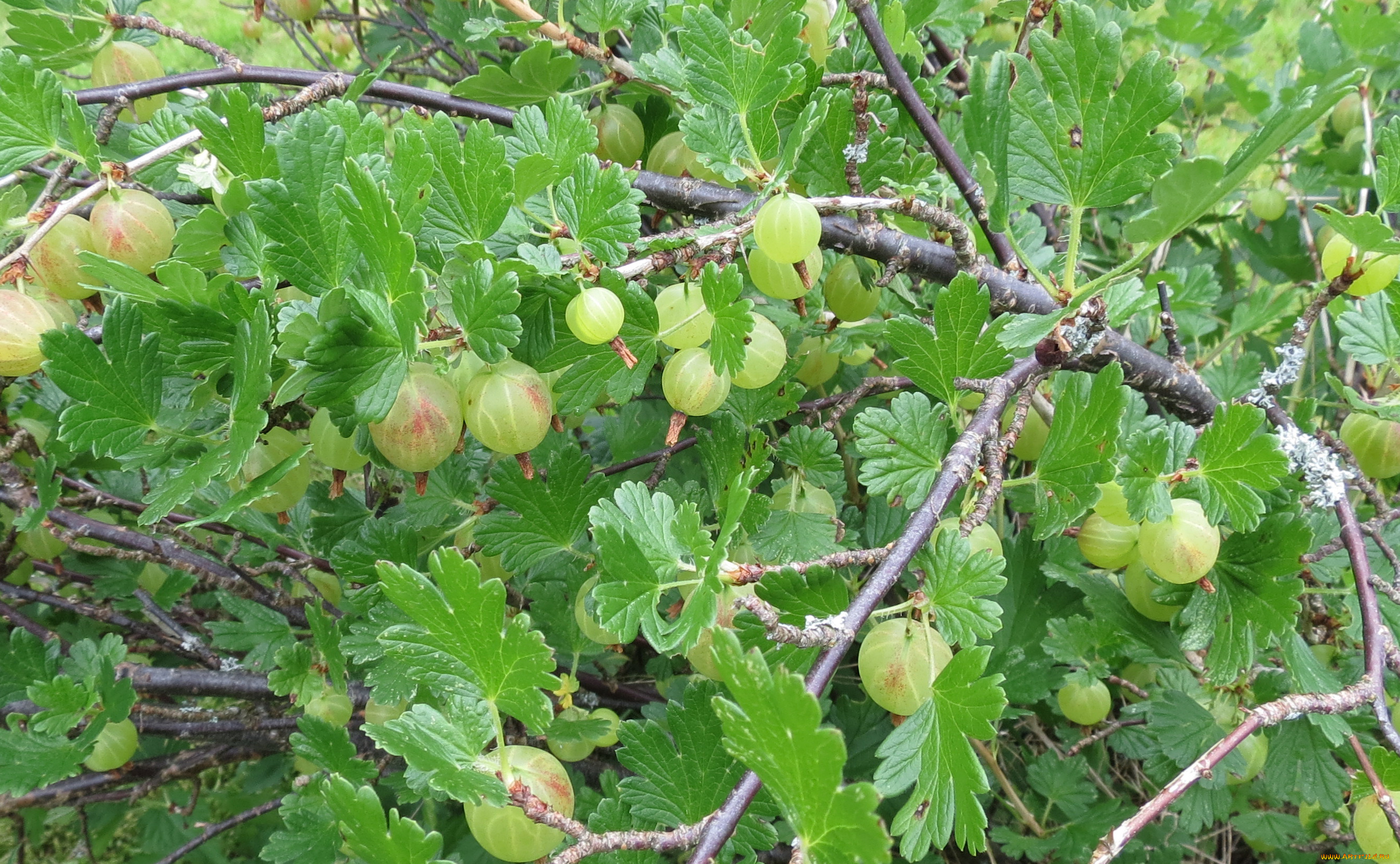 природа, Ягоды, ветка, листья, крыжовник
