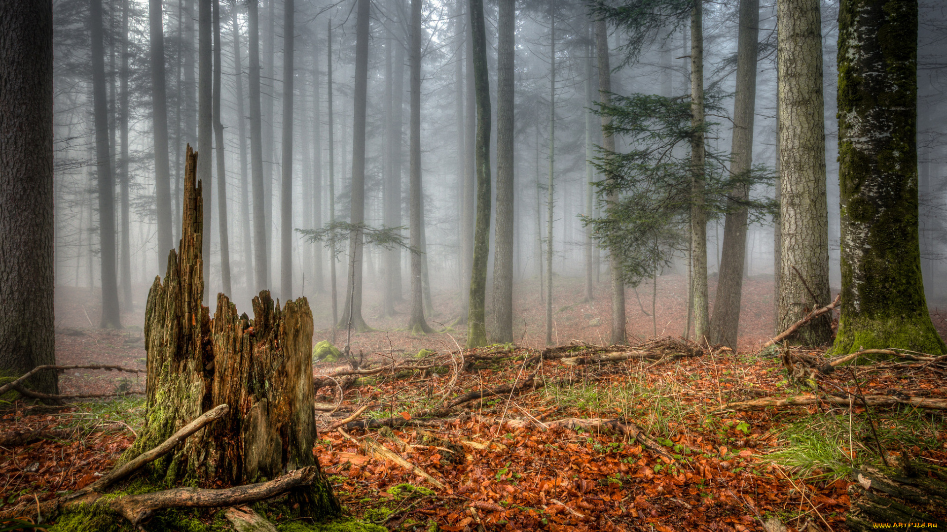 природа, лес, деревья