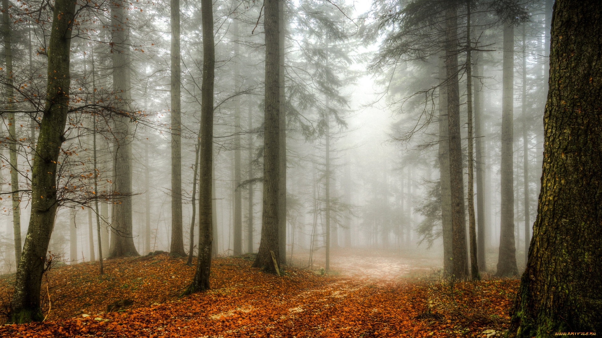 природа, лес, деревья