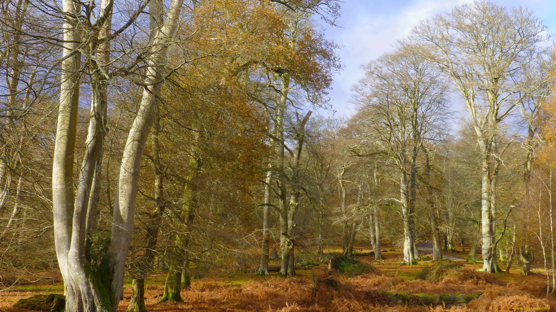 природа, лес, деревья