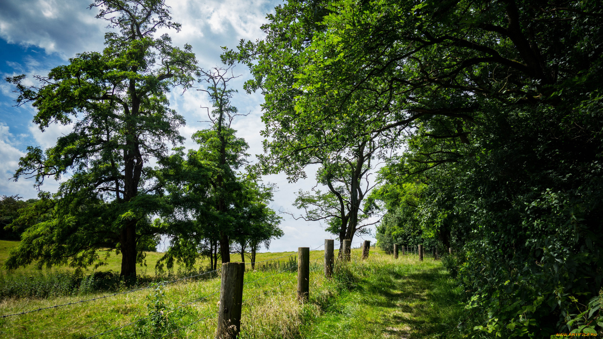 природа, лес, деревья