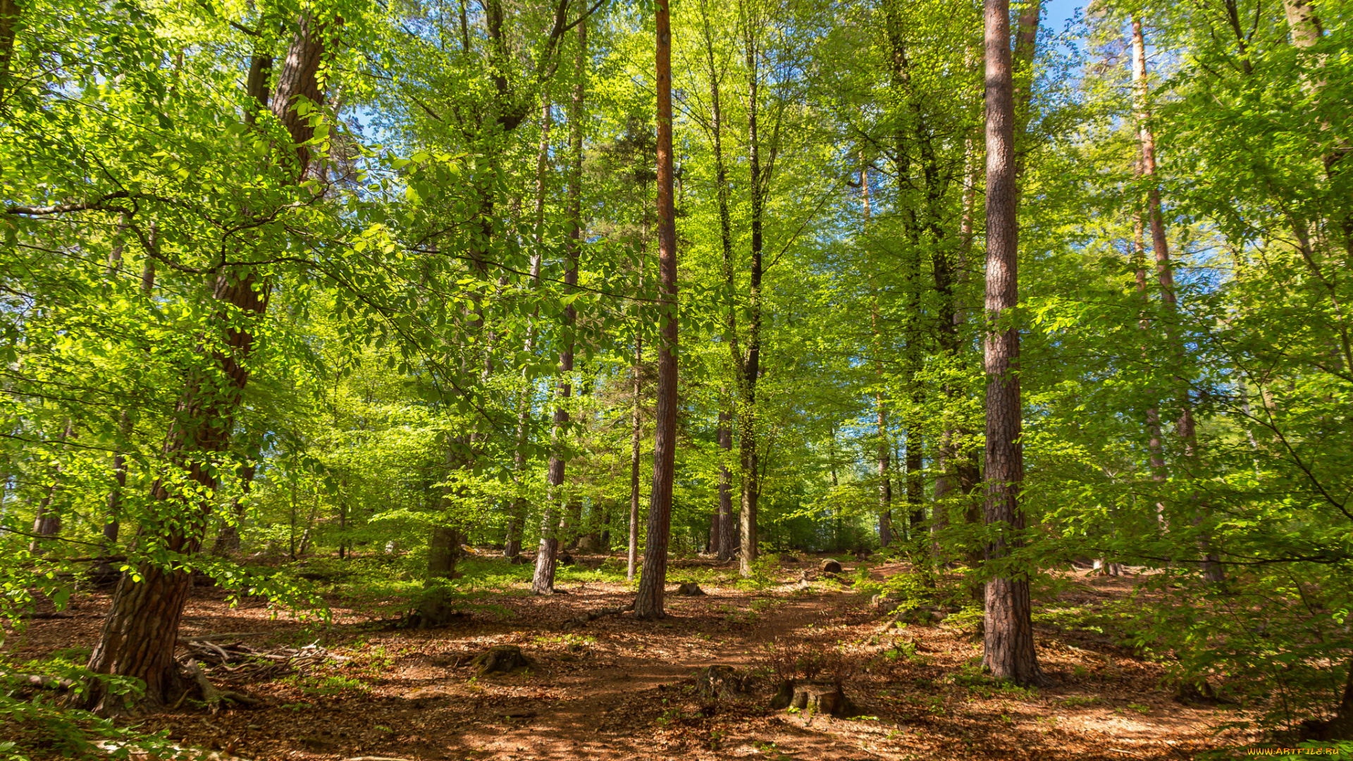 природа, лес, деревья